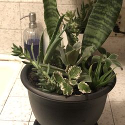 Plant Arrangement 12 Different Succulents 