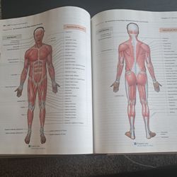 Fundamentals of Anatomy and  Physiology. 