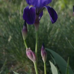 Bundles Of Purple Lilly Pick Up Only. 