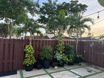 Palm trees