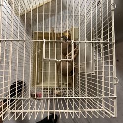 Bird cages 