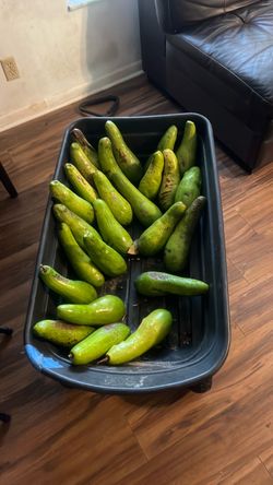 Ripe Russell Avocados