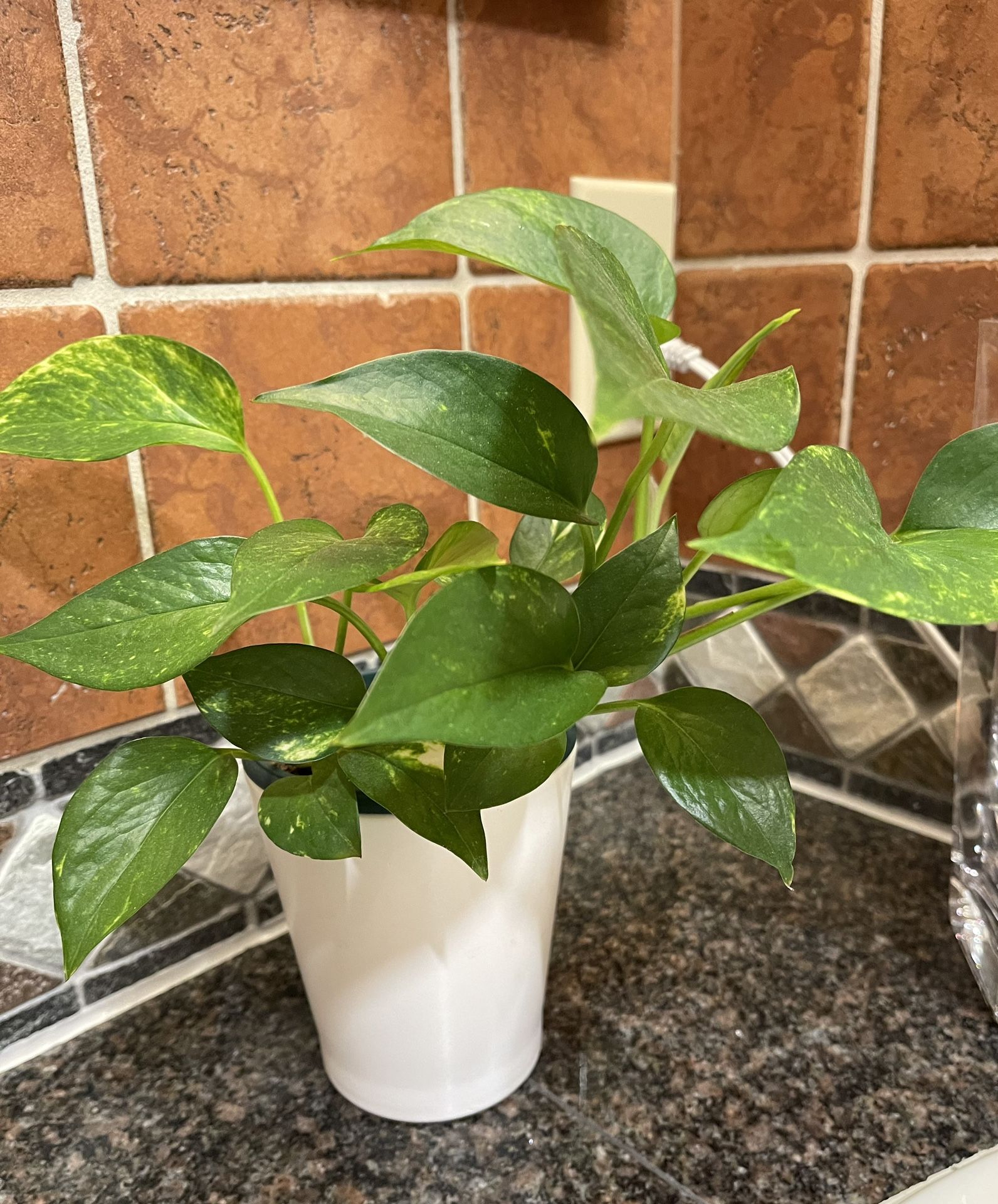 Well Established Philodendron House Plant In Ceramic Pot 5"H