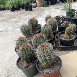 Plantas de cactus de Saguaros