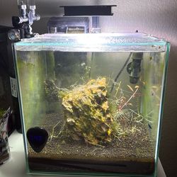 Fish/shrimp tank