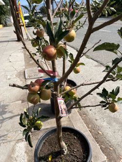 GALA APPLE TREE IN 15 GALON POT