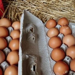 Eggs @ $7 Per Dozen 
