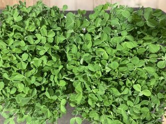Micro Greens