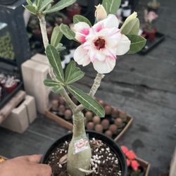 Desert Rose