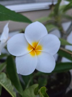White Plumerias