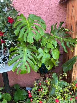Monstera