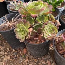Plants