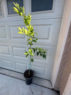 Olinda Valencia Orange Tree