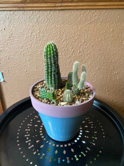Terrario de Cactus Naturales