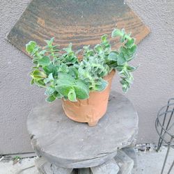 Tradescantia White Velvet