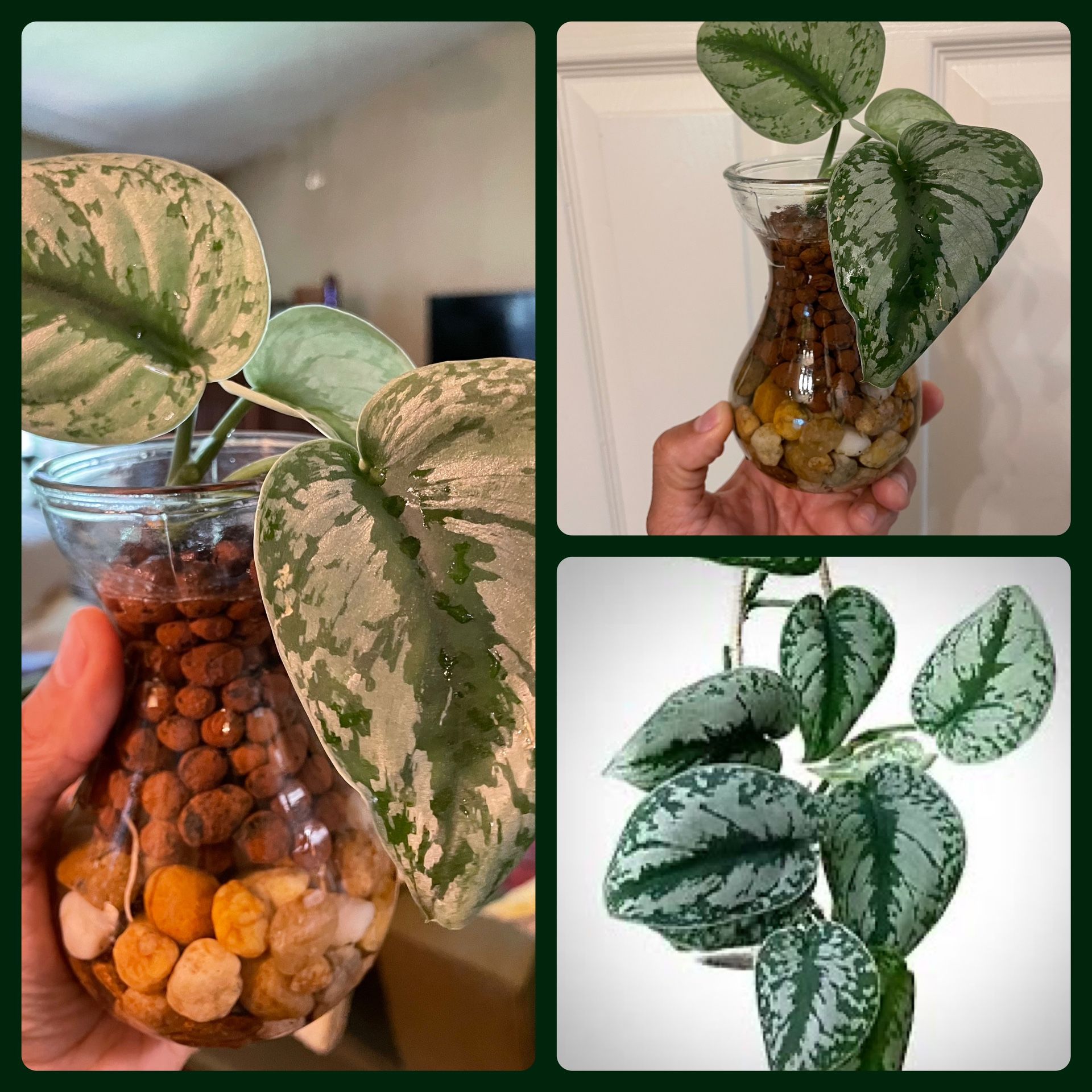 $5 | Plant Cuttings | Scindapsus Exotica | Live House Plants | Glass Vase