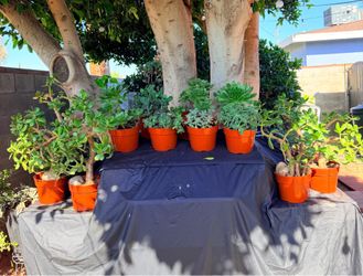 13 succulents plants/todas estas plantas