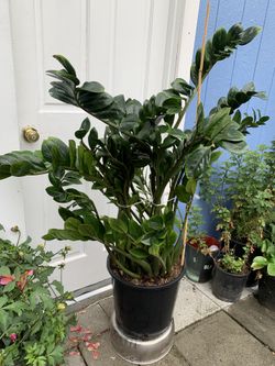 Zz Plant