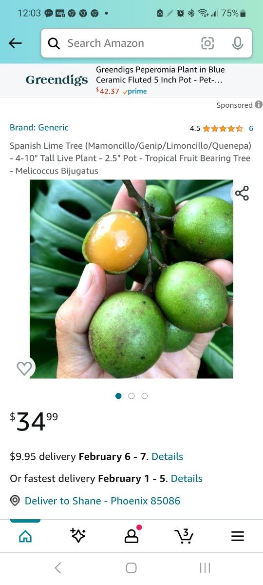 Spanish Lime Tree (Mamoncillo/Genip/Limoncillo/Quenepa