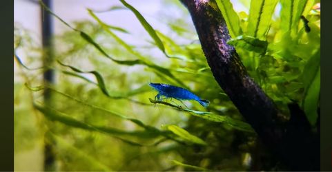 Aquarium Decoration