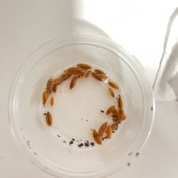 powder orange isopod // springtails 