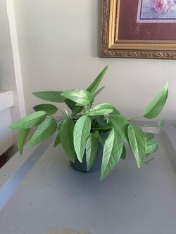 Cebu blue Pothos plant 🪴