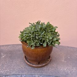 Crassula Oviata( Ripple Jade)