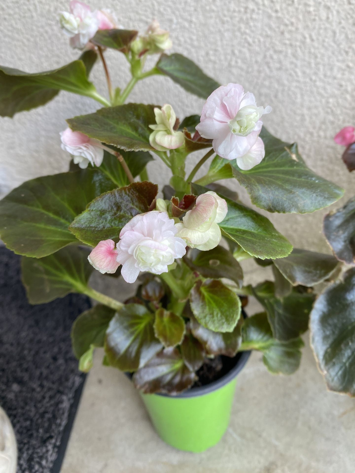 Begonia Raspberry Double Flowers Shade Plants, 3 Colors Available For $12 Each In 6 Inch Pot Pick Up Only