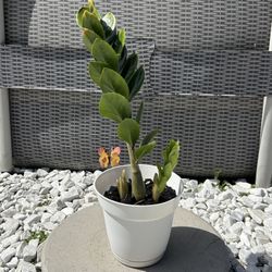 Zamioculcas Zamiifolia (ZZ) Plant - Great for Gifts! / Zamioculcas Zamiifolia (ZZ) Planta - Ideal para Regalos!