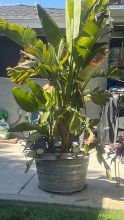 Planta por 120