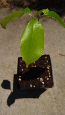 Lychee Seedling (selected Variety)