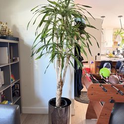 7.5ft draceana lemon lime houseplant