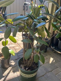 Ficus Elastica / rubber tree