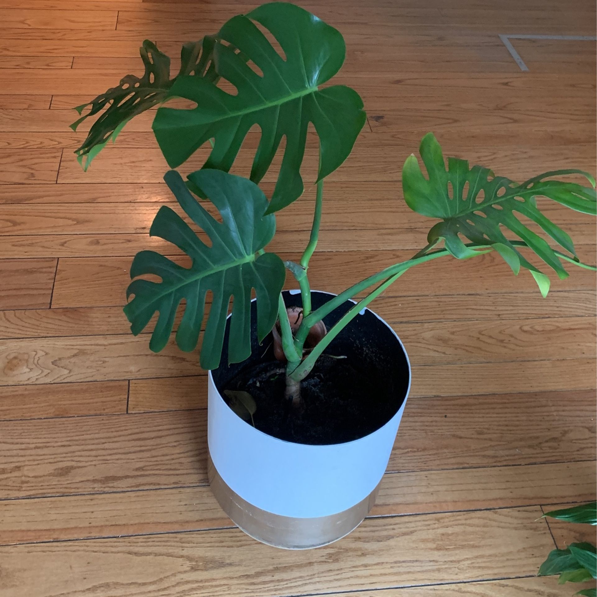 Monstera Plant