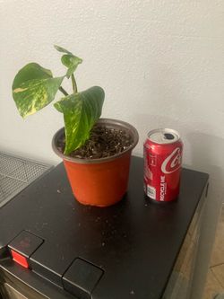 Golden photos plant