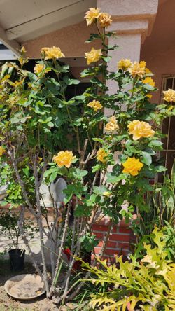 Rose plant, 6' tall