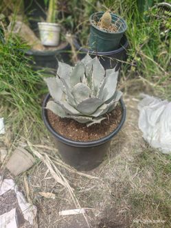 Artichoke agave plant