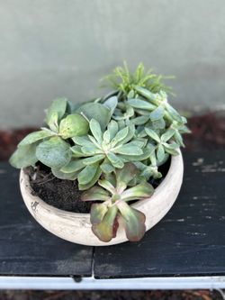 Venta de plantas 🪴 savila grande $7 y suculenta $7