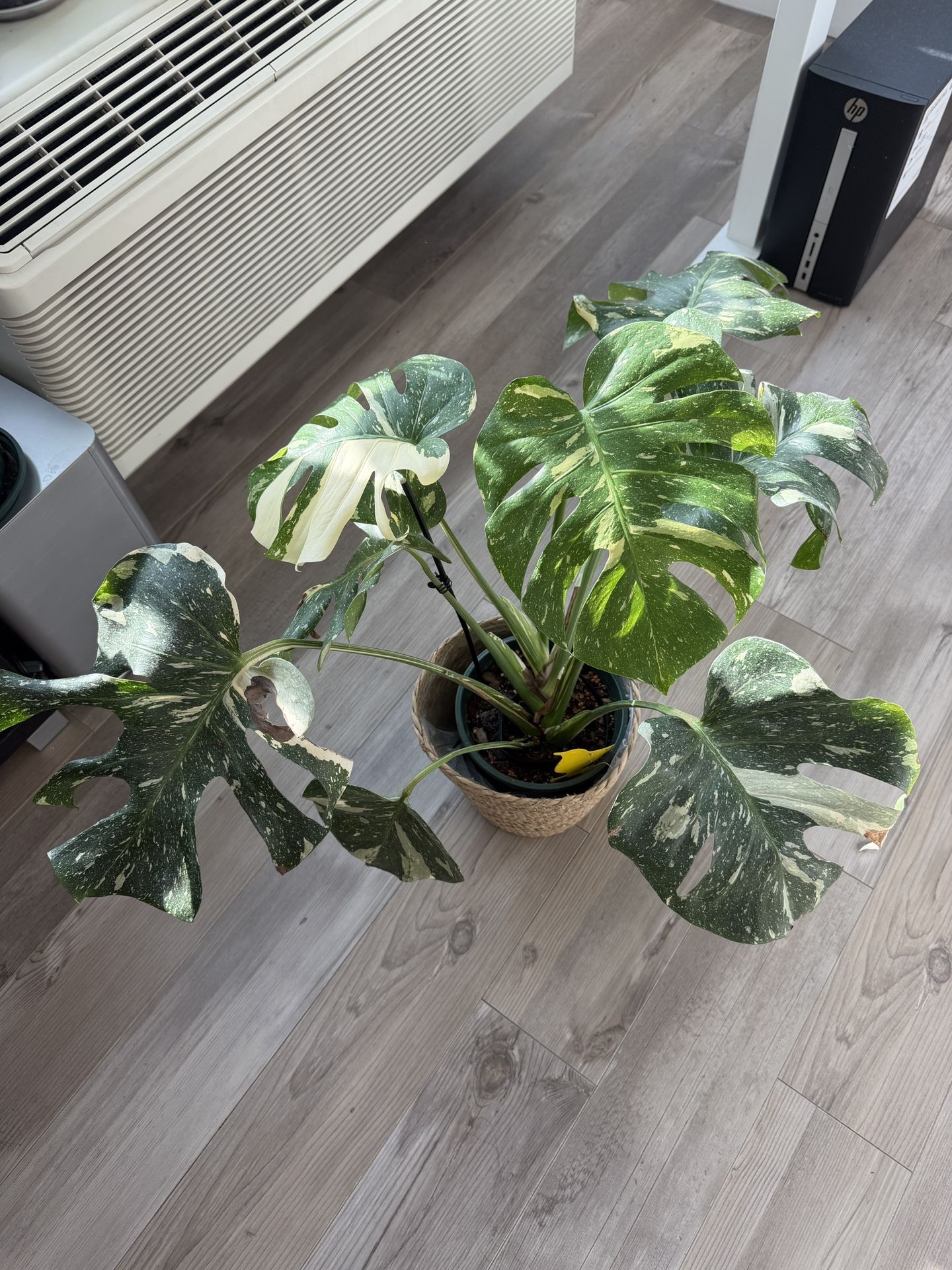 Fully Rooted Variegated Monstera Thai Constellation Large Plant