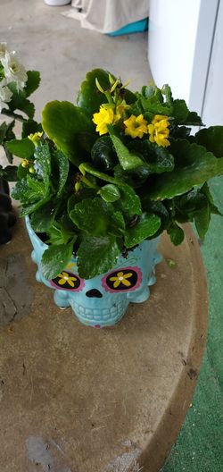 Kalanchoe Blossfeldenia4