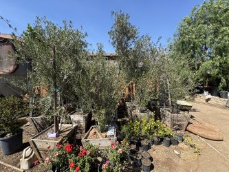Olive Tree 24 Gal