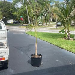 Plants 4 Vets - Royal Palm Tree