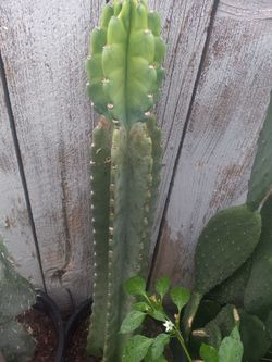 Tall Columnar Cactus Live Plant