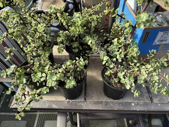 Succulent Plants.  5” Pots.   7.00 Each OBO
