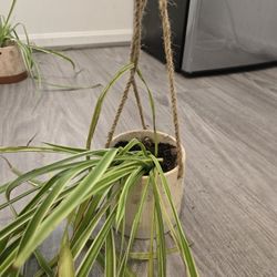 Spider Plant in Hanging Pot