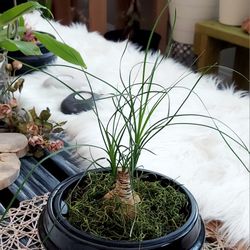 Living Plant 🌱 14"H Ponytail Palm (Symbolize Adaptability, Endurance, and Resilience) on 5"H Black Ceramic Pot ::: Indoor & Outdoor