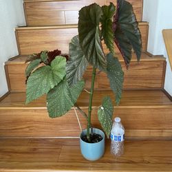 Begonia Lercerna Plant With Pot