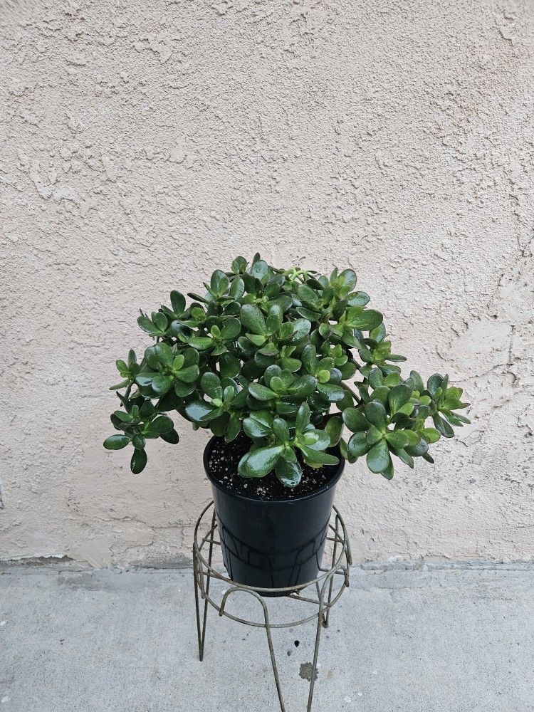 Jade Succulent Plant-Good Luck Plant