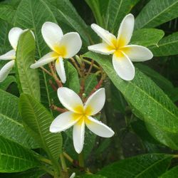 Plumeria, Frangipani White Cuttings-Trade For Other Colors Or Other Plants 