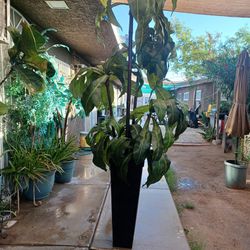 Beautiful And Big Artificial Plant